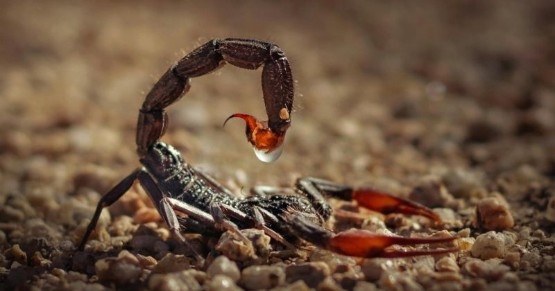 Cung Bọ Cạp thông minh nhờ quan sát sâu và tư duy chiến lược