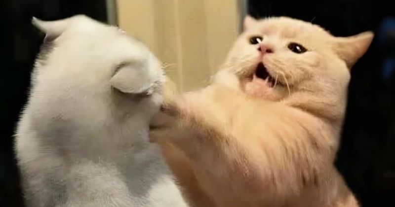 Cung hoàng đạo bùng nổ hoặc dồn nén khi tức giận