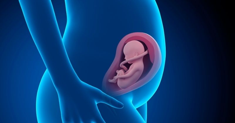 Kết luận thai nhi 7 tuần tuổi đã có linh hồn chưa