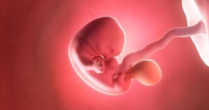 Thai nhi 7 tuần tuổi có linh hồn chưa theo khoa học và tâm linh