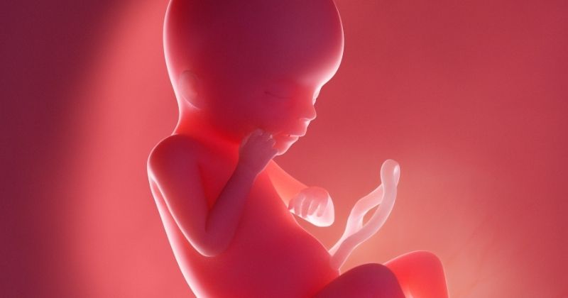 Tim thai và não bộ có chứng minh thai nhi đã có linh hồn không