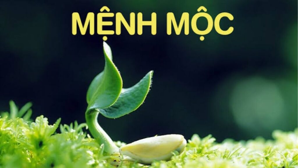 Người mệnh Mộc 2026 có cần kiêng kỵ 49 ngày không